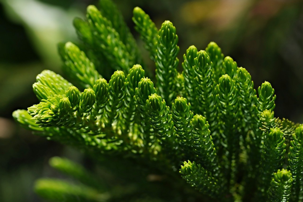 pixabay-image-8565276